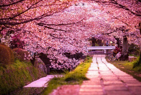 cherry blossoms