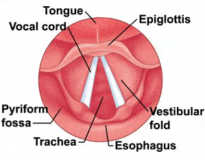 Vocal chords and throat organs diagram