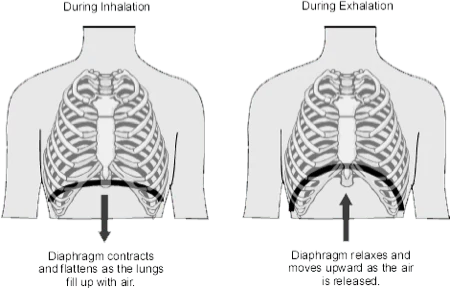 breathe from the diaphragm