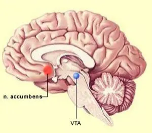 nucleus accumbens