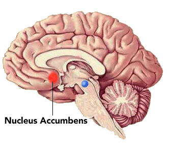 nucleus accumbens